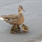 Thumbnail for 'ducks1.jpg'