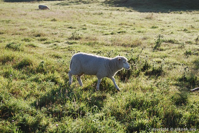 DSC_0021.JPG