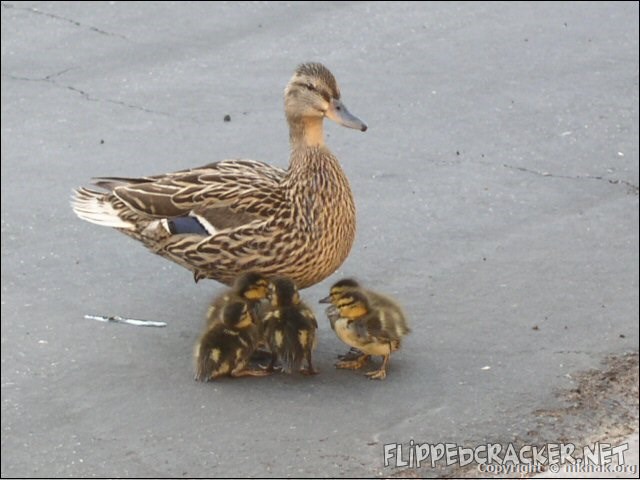 ducks1.jpg