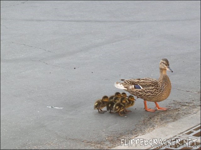 ducks2.jpg