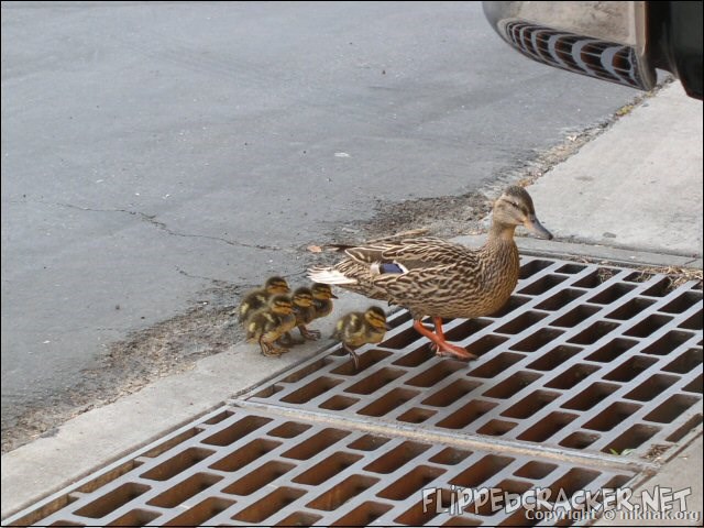 ducks3.jpg