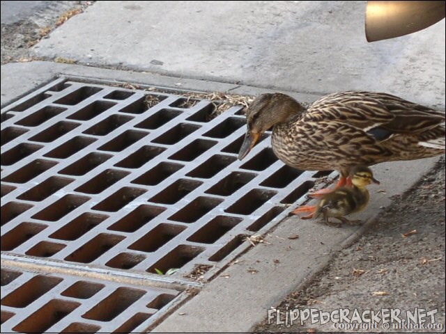 ducks4.jpg
