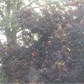 Thumbnail for 'bees.jpg'