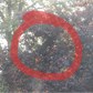 Thumbnail for 'bees_for-blind-people.jpg'