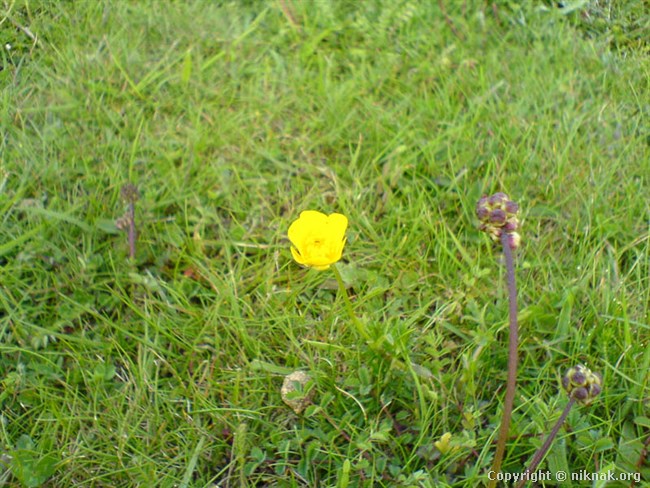 DSC00039.jpg